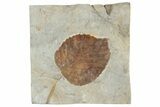 Fossil Leaf (Davidia) - Montana #190445-1